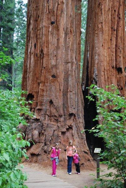 Big Trees State Park